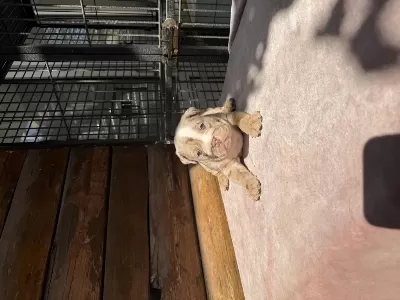 Egzotik Şecereli Muhteşem Anatomi İngiliz Bulldog