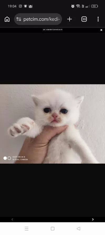 Saf Kan Full Secereli British Shorthair Kediler