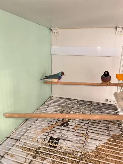 Gökkuşağı İspinozu Goldian Finch