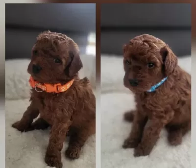Aşili Pasaportlu Mikro Çipli Toy Poodle Minikler