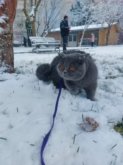 Sahibinden British Shorthair Kediler