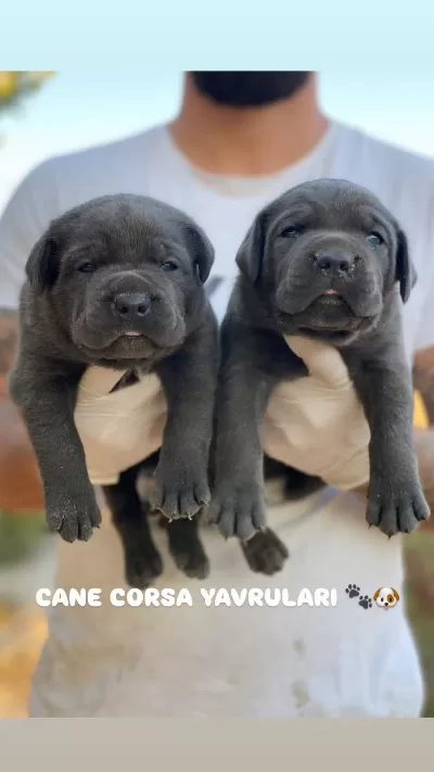 Üst Seviye Cane Corso Yavrulari