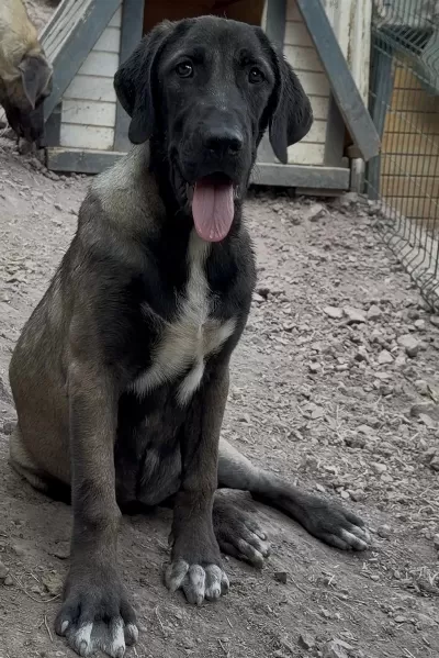 Kangal Köpeğimizi Sahiplendiriyoruz