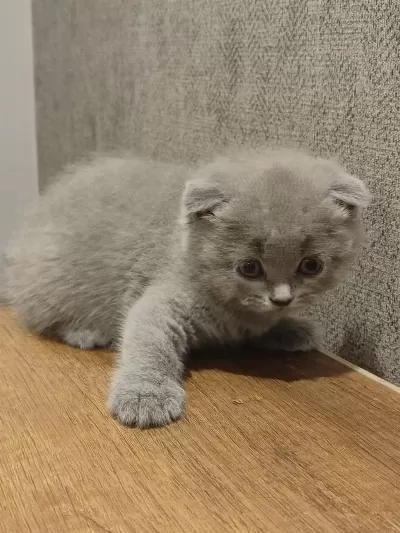 British Ve Scottish Fold Yavrular Yeni Yuvalarını Arıyor