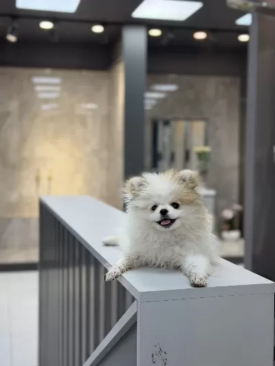 Köpek Pomeranian Boo