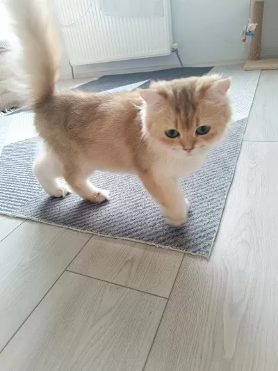 Muhteşem Güzellikte Golden British Longhair