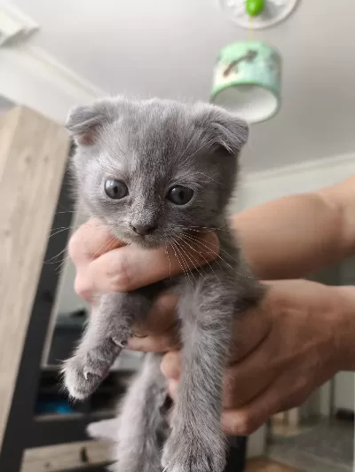 Orjinal Scottish Fold Bebek