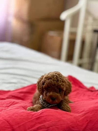 Sağlıklı Teddy Face Poodle
