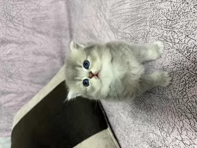 British Longhair Sevimli İki Kardeş