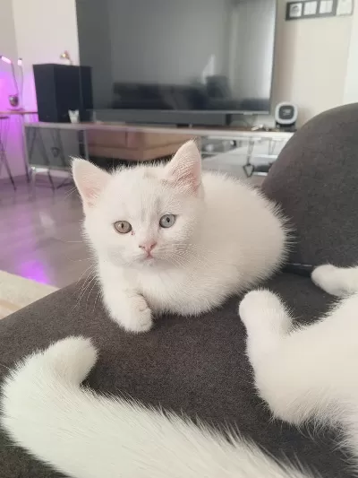 British Shorthair 3 Aylık