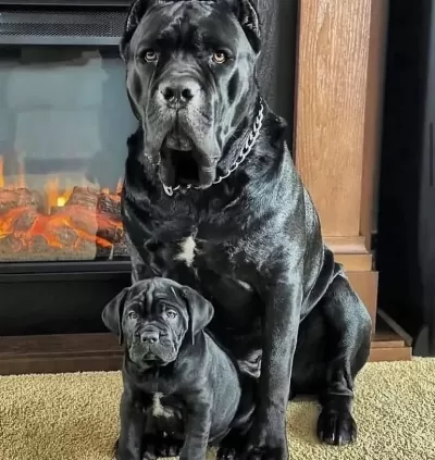 Dişi Erkek Cane Corso Kapıda Ödemeli Güvenli Sistem