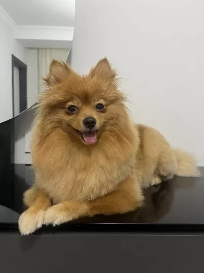 3 Yaşında Kısır Dişi Pomeranian