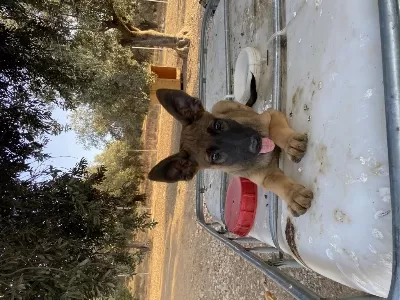 Harika Belçika Malinois