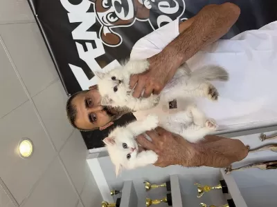 Orjinal İrk Yavru Kediler Ankara Mağazamızda