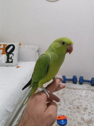 Pakistan Papağanı 5 Aylık