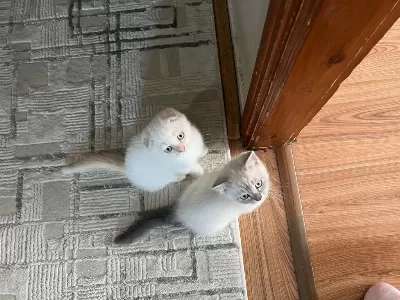 2 Buçuk Aylık Yavru Kediler