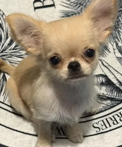Sağlıklı Chihuahua 4 Aylık
