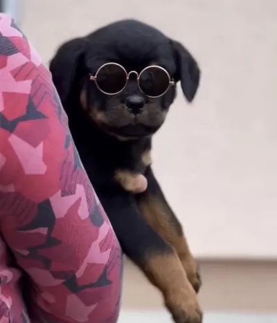 Sağlıklı Rottweiler Safkan