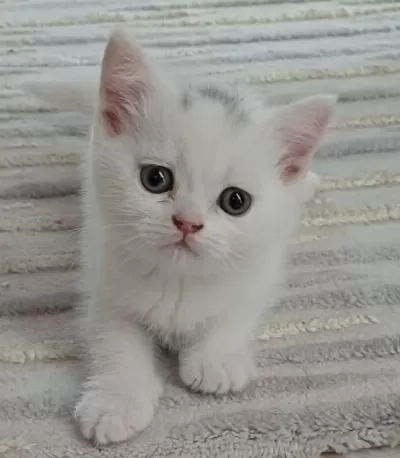 Sağlıklı Minnoş Kedim