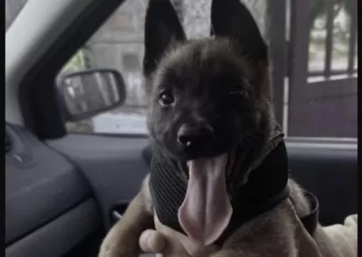 Belçika Kurdu Yavru Köpeğimiz
