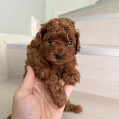 Red Brown Poodle Yavrular