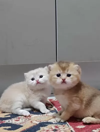 Koca Ayı Surat Boncuk Gözler British Shorthair Yavrular