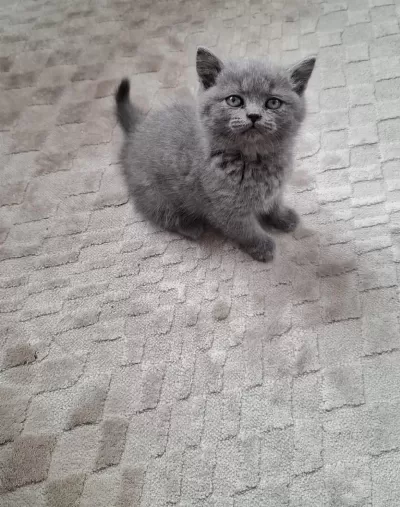 Yeni Yuvasına Hazır Yavru Kedimiz