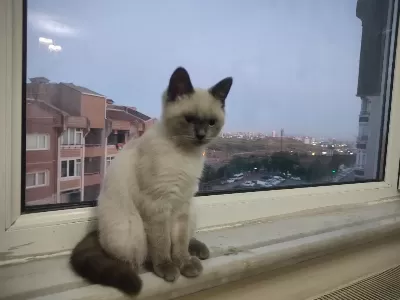 4 Aylık British Blue Point Dişi Antakya