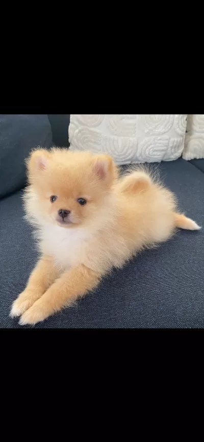 2 aylık erkek pomeranian