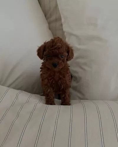 İrk Garantili Toy Poodle