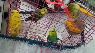 9 Adet Yavru Muhabbet Kuşu