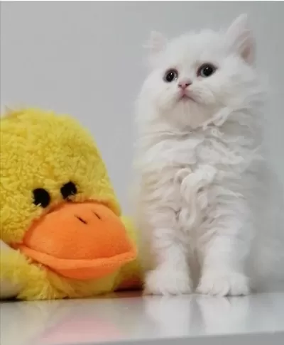 Oyuncu Uysal Bebek Chinchilla