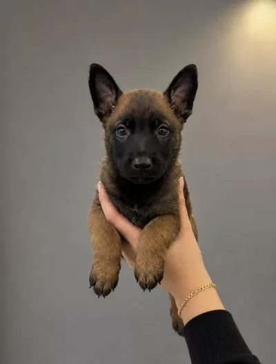 Özel Kan Belçika Malinois