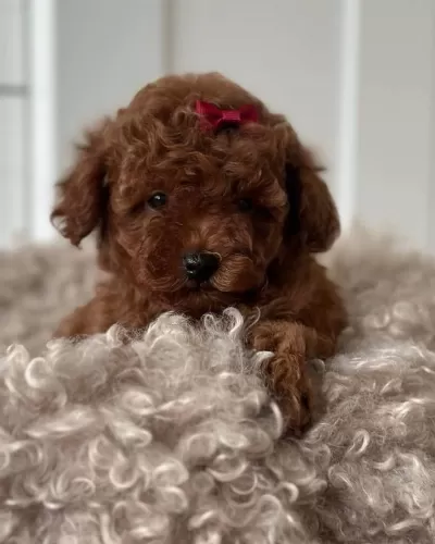 Sağlıklı Sevimli Toy Poodle