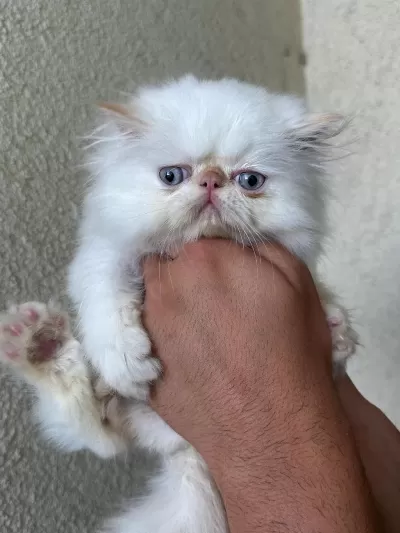 2 Aylik İran Persian