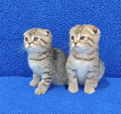 Teslime Hazir Mükemmel Bir Scottish Fold Ponçikler