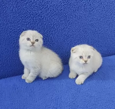 Teslime Hazir Mükemmel Bir Scottish Fold Ponçikler