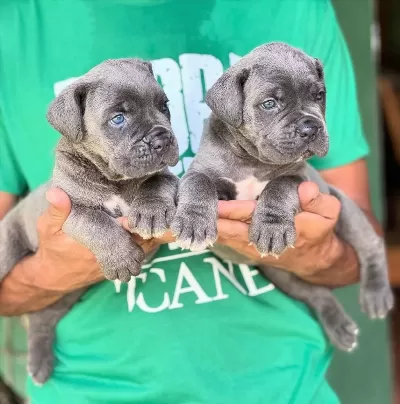 Blue Cane Corso Yavrulari