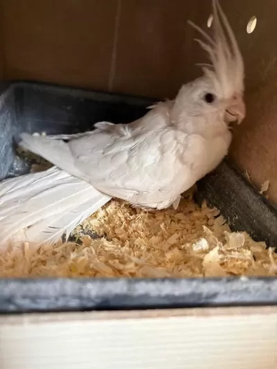 Yavrusu Alinmiş Albino Wf Hazir Takim Sultanlar