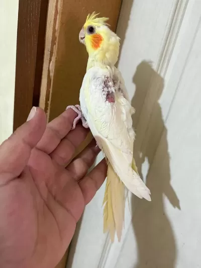 45 Günlük Lutino Bebek Sultan Papağani