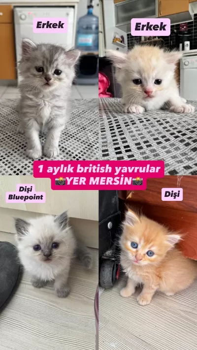 British Yavrular 1 Aylık (2 Dişi 2 Erkek)
