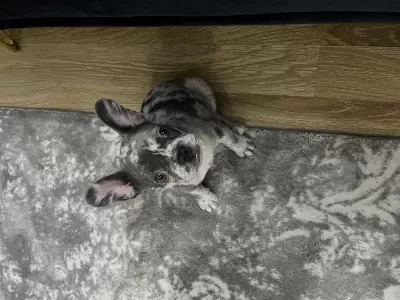 Merle French Bulldog