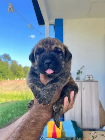 Özel Renklere Sahip Cane Corso Yavrular