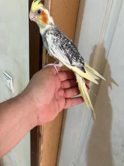47 Günlük Pied Sultan Papağani Bebek