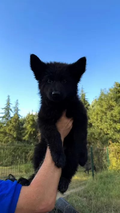 Scr Li Solid Black Özel Alman Kurdu