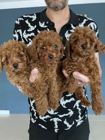 Toy Poodle Dünyasindan Renk Renk Yavrular Ankara