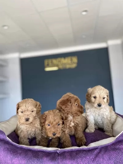 Maltipoo Yavrular Çeşit Çeşit Yavrulr Mağazamida Görn