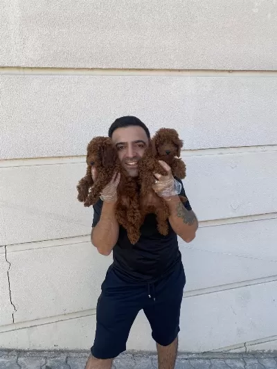 Wc Egitimli Toy Poodle Yavrularimiz Fenomen Pets Ankara
