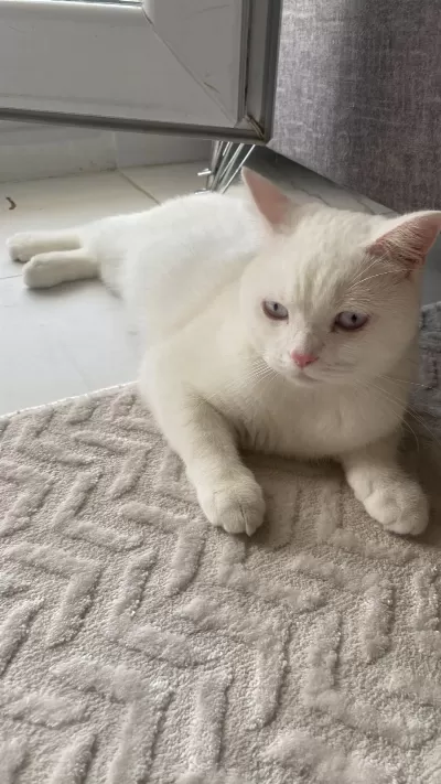 Beyaz British Shorthair Meleğim