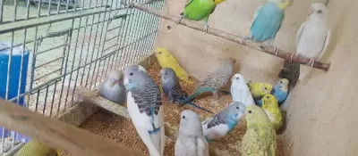 Yavru Alıştırmalık Muhabbet Kuşları